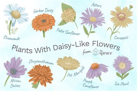 flowers that are similar to daisies